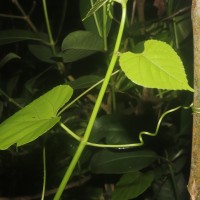 Cissus lonchiphylla Thwaites